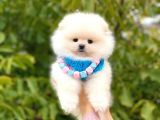 Teddy Bear Erkek Pomerani̇an
