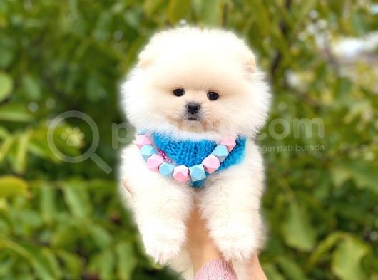Teddy Bear Erkek Pomerani̇an görsel