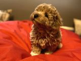 A+ Kali̇te Erkek Malti̇poo Yavru