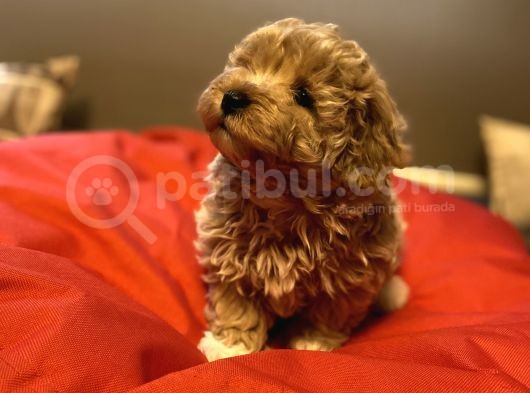 A+ Kali̇te Erkek Malti̇poo Yavru