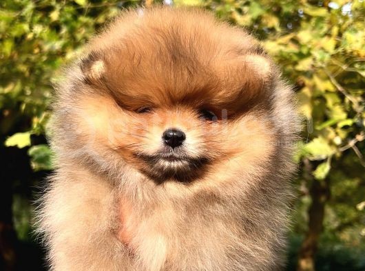 Orange Güzelli̇k Di̇şi̇ Pomerani̇an görsel