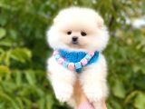 Teddy Bear Erkek Pomerani̇an