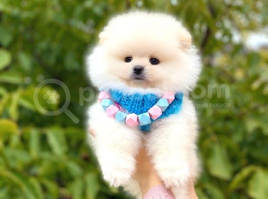 Teddy Bear Erkek Pomerani̇an