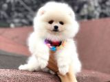 Ayı Surat Pomeranian Boo