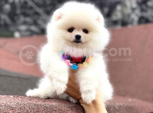 Ayı Surat Pomeranian Boo görsel