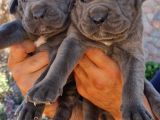 Cane Corsa Yavrular
