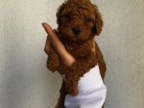 Ev Ortamında Büyüyen Toypoodle Bebeklerimiz