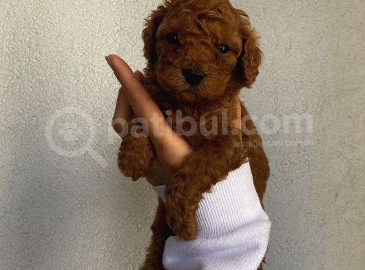 Ev Ortamında Büyüyen Toypoodle Bebeklerimiz görsel