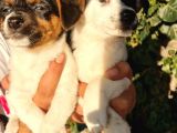 Erkek JACK Russel Yavrular