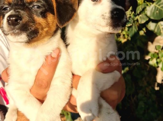 Erkek Jack Russel Yavrular