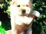 Chow Chow Yavrular