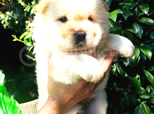 Chow Chow Yavrular görsel