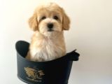 Xxs Bebek Yüzlü Malti̇poo