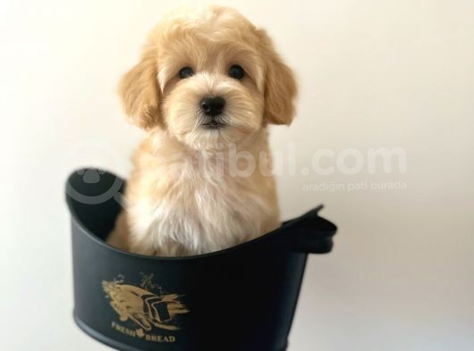 Xxs Bebek Yüzlü Malti̇poo