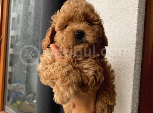 Aşılı Pasaportlu Toypoodle Bebekler Ev Ortamında görsel