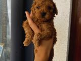 Karamelll.toypoodle’ın Bebeklerini Gördünüz Müü