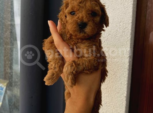Karamelll.toypoodle’ın Bebeklerini Gördünüz Müü görsel