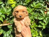 Poodle Ayarında Maltipo Yavrularimiz