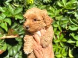 Poodle Ayarında Maltipo Yavrularimiz