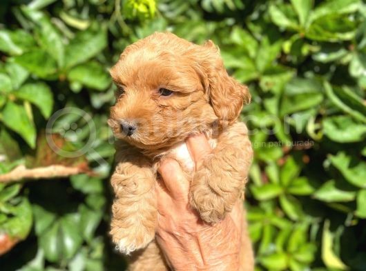 Poodle Ayarında Maltipo Yavrularimiz görsel
