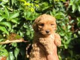 Poodle Ayarında Maltipo Yavrularimiz