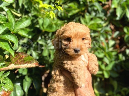 Poodle Ayarında Maltipo Yavrularimiz görsel