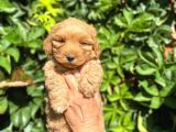Poodle Ayarında Maltipo Yavrularimiz