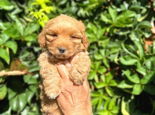 Poodle Ayarında Maltipo Yavrularimiz