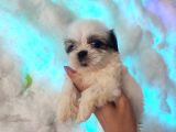 Mini Boy Shih Tzu Yavrularımız
