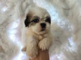 Mini Boy Shih Tzu Yavrularımız