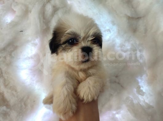 Mini Boy Shih Tzu Yavrularımız görsel