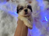 Mini Boy Shih Tzu Yavrularımız
