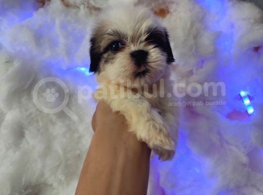 Mini Boy Shih Tzu Yavrularımız görsel