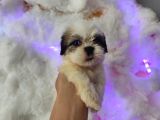 Mini Boy Shih Tzu Yavrularımız