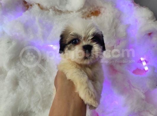 Mini Boy Shih Tzu Yavrularımız görsel