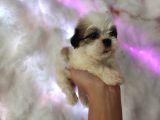 Mini Boy Shih Tzu Yavrularımız