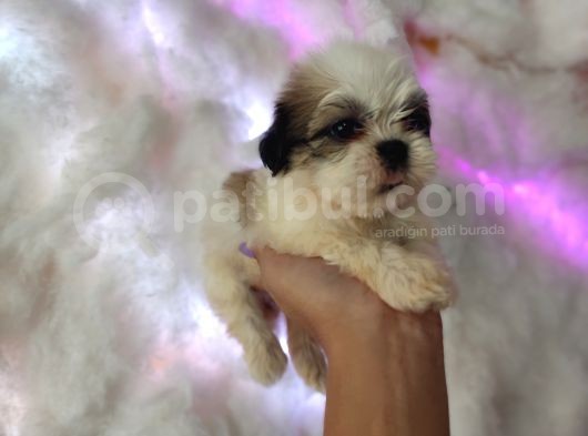 Mini Boy Shih Tzu Yavrularımız görsel