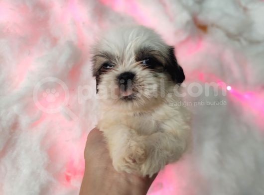 Mini Boy Shih Tzu Yavrularımız görsel