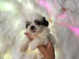 Mini Boy Shih Tzu Yavrularımız