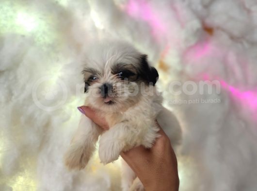 Mini Boy Shih Tzu Yavrularımız görsel