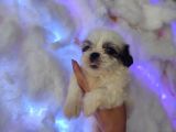 Mini Boy Shih Tzu Yavrularımız