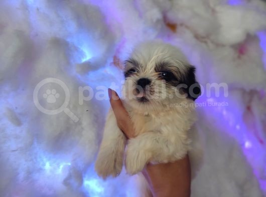 Mini Boy Shih Tzu Yavrularımız görsel