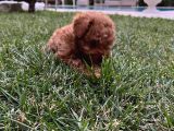 0 Numara Tiny Irk Ve Cinsli Toy Poodle Erkek