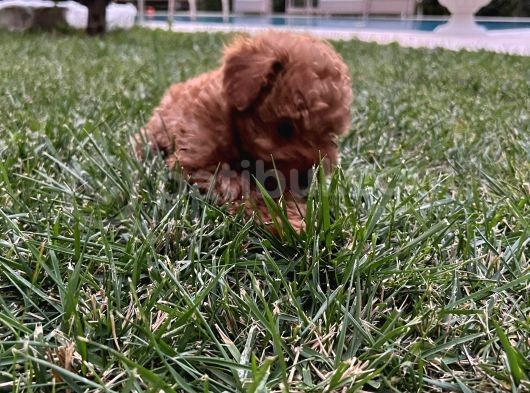 0 Numara Tiny Irk Ve Cinsli Toy Poodle Erkek görsel