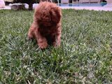 0 Numara Tiny Irk Ve Cinsli Toy Poodle Erkek