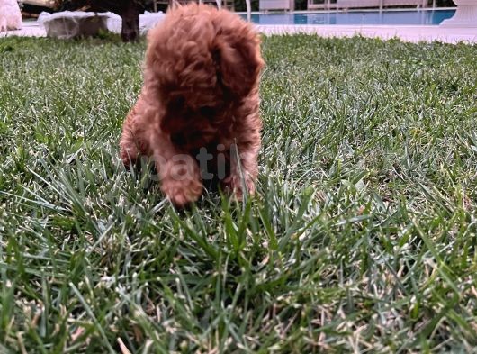 0 Numara Tiny Irk Ve Cinsli Toy Poodle Erkek görsel