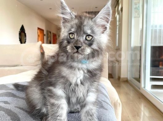 Show Kalite Maine Coon Yavruları görsel