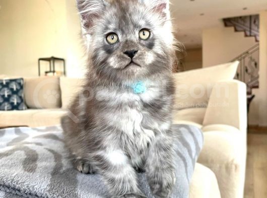 Show Kalite Maine Coon Yavruları görsel