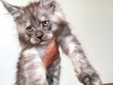 Show Kalite Maine Coon Yavruları