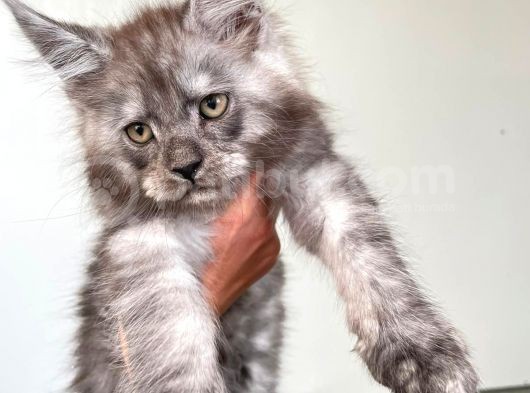 Show Kalite Maine Coon Yavruları görsel